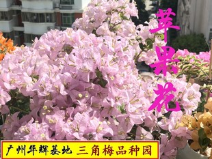勤花丽娜苹果花金夫人三角梅爬藤植物盆栽带花盆庭院四季开花新款