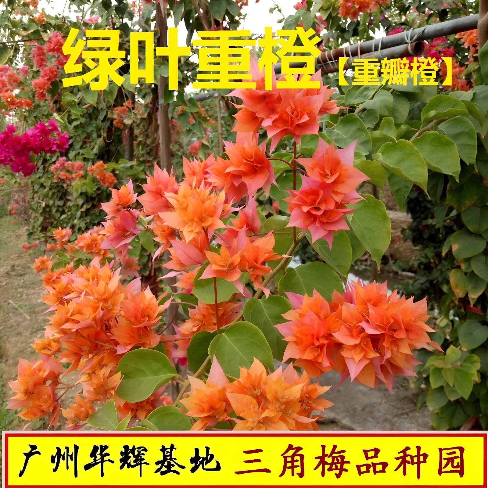 勤花重瓣橙三角梅盆栽带花梅花盆景爬藤植物冬季四季开花新款包邮