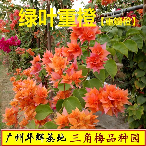 爆花品种单瓣重瓣三角梅四季开花