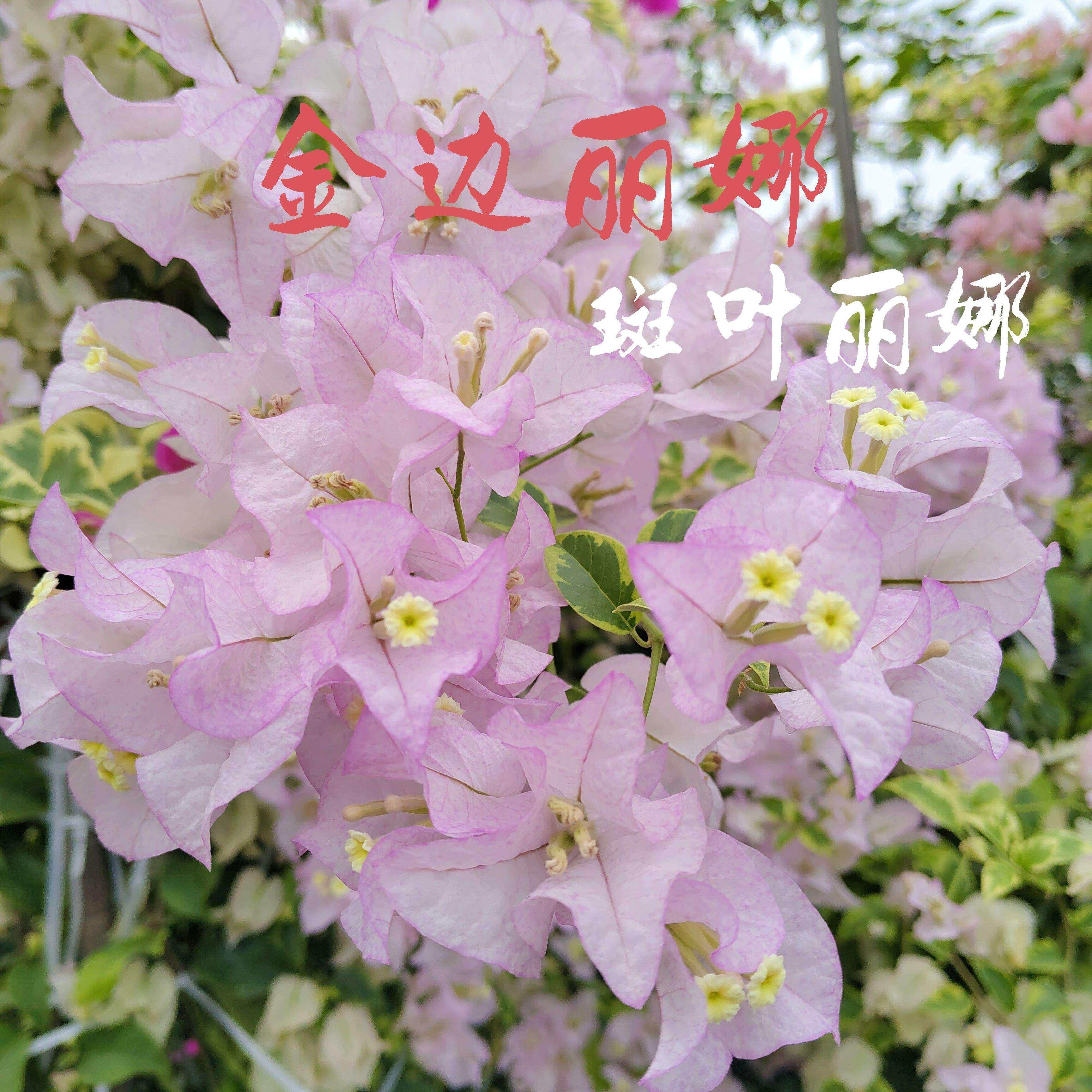 勤花金边斑叶丽娜三角梅爬藤植物盆栽带花盆室内阳台庭院四季花,鲜花速递/花卉仿真/绿植园艺,绣球/木绣球/木本植物,淘宝优惠券,粉丝福利购,淘宝优惠卷