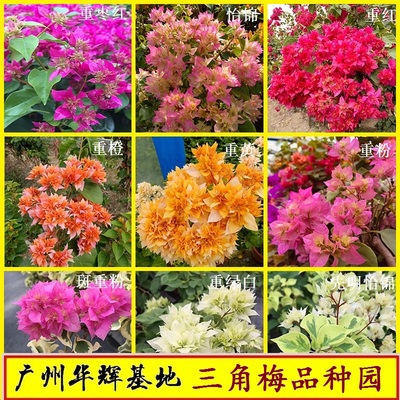 重瓣三角梅超级勤花花量大四季花