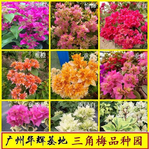 重瓣三角梅超级勤花花量大四季花