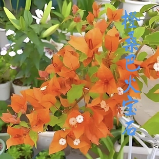 勤花橙桑巴火宝石三角梅爬藤植物盆栽带花盆客厅庭院四季开花包邮