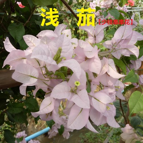 四季开花爬藤品种三角梅勤花品种