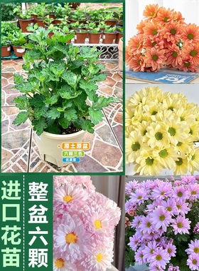 菊花苗草本切花雏菊室内外盆栽地栽好养活开花多年生宿根植物花卉