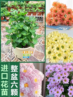 菊花苗草本切花雏菊室内外盆栽地栽好养活开花多年生宿根植物花卉