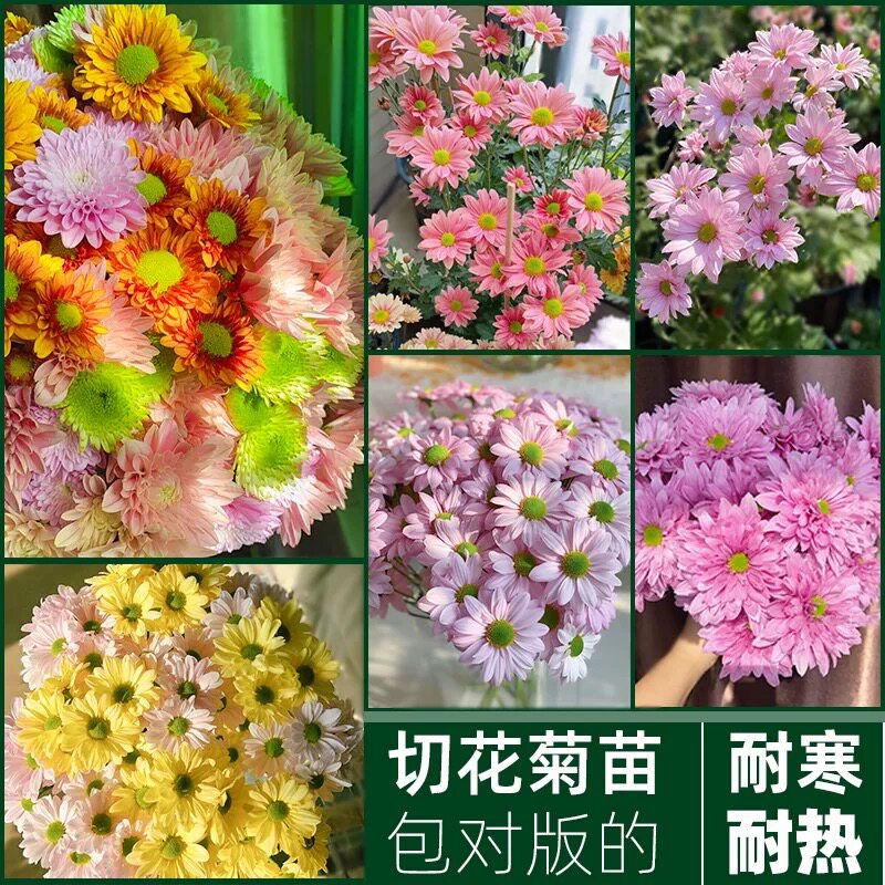 包对版切花雏菊苗多年生宿根花卉菊花苗耐热耐寒盆栽地栽好养绿植