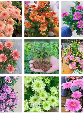 菊花苗对版切花雏菊苗室内庭院好养绿植多年生宿根植物耐热耐寒