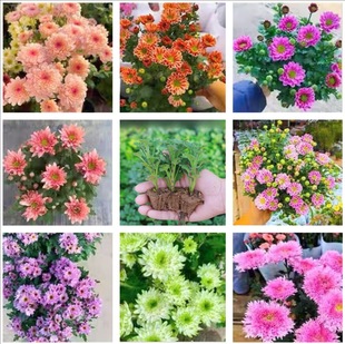 菊花苗对版 切花雏菊苗室内庭院好养绿植多年生宿根植物耐热耐寒