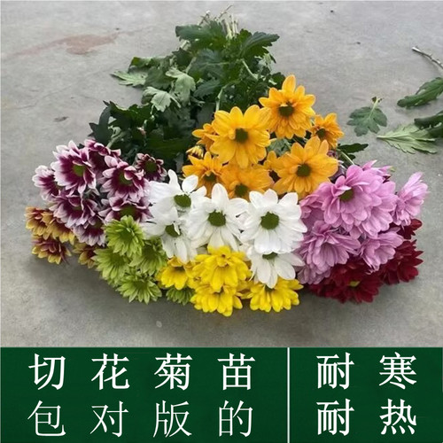 菊花苗雏菊苗盆栽对版切花菊好养易活阳台庭院花卉绿植菊花多年生