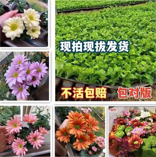 新品切花菊苗雏菊花苗多年生宿根植物花卉室内外庭院盆栽地栽易活