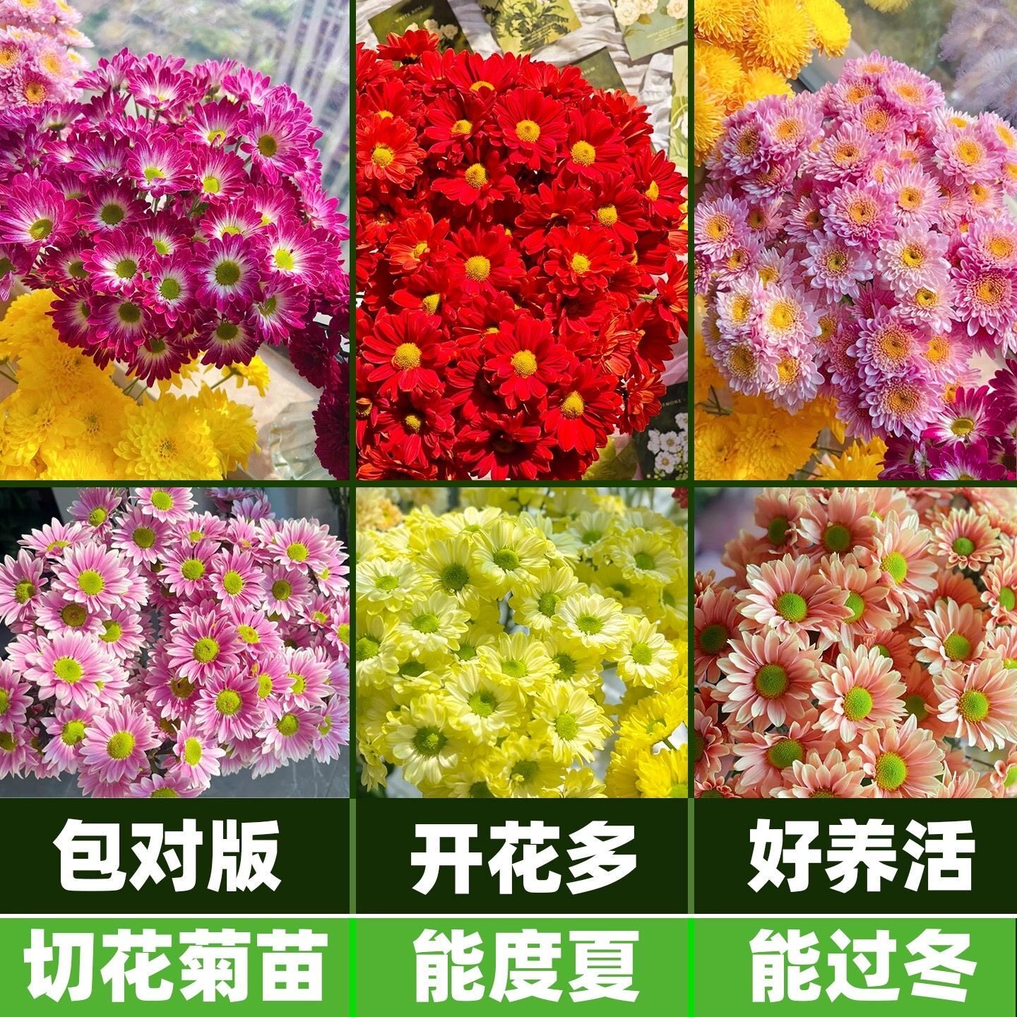 对版雏菊苗耐热耐寒三文鱼菊花苗多年生绿植花卉地栽盆栽都好养活
