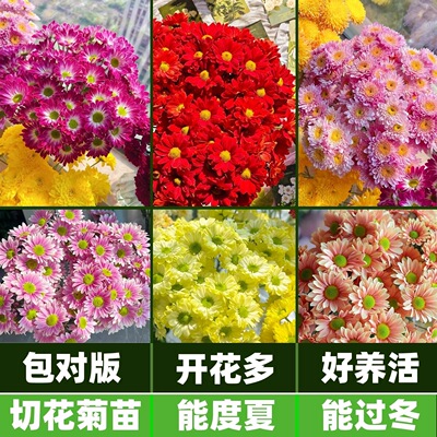 对版雏菊苗耐热耐寒三文鱼菊花苗多年生绿植花卉地栽盆栽都好养活
