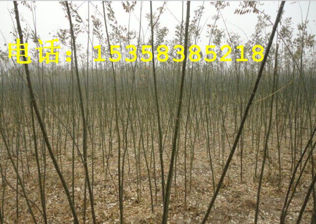 绿化苗木基地  ★国槐小苗★ 槐树小树苗、家槐苗在类目 鲜花速递/花卉仿真/绿植园艺, 花园植物/行道树/果树, 行道树/乔木中 - 来自Buy2taobao.com提供专业的淘宝代购服务