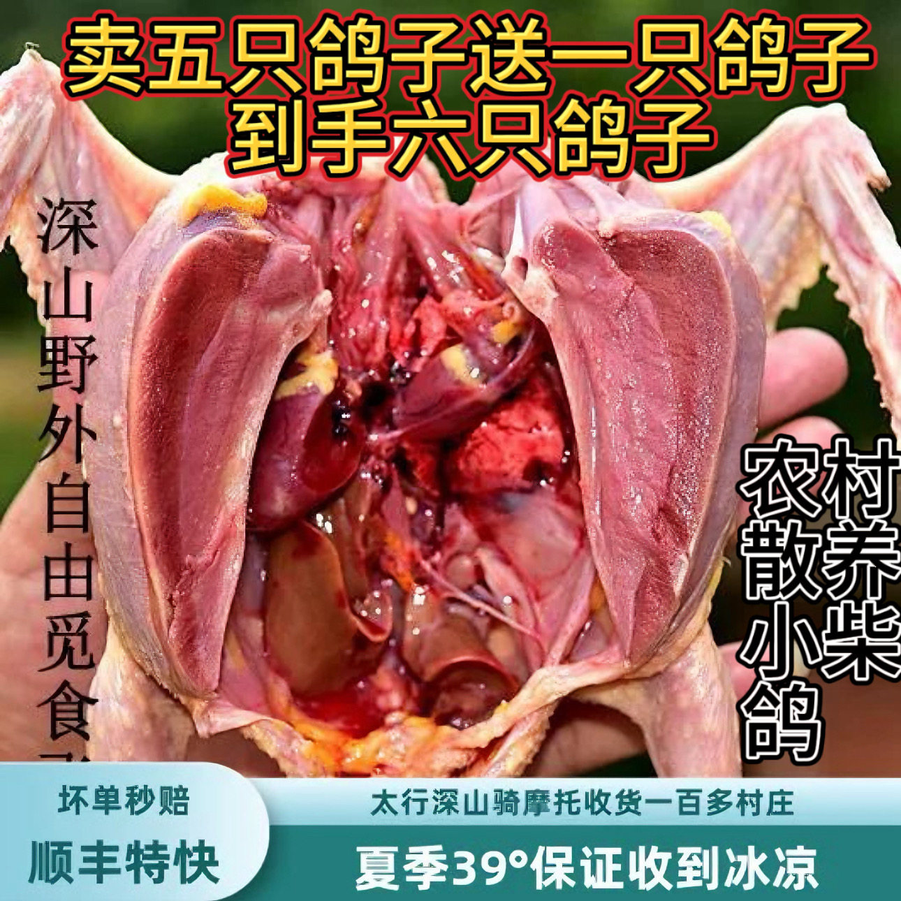 新鲜宰杀散养土老鸽现杀现发