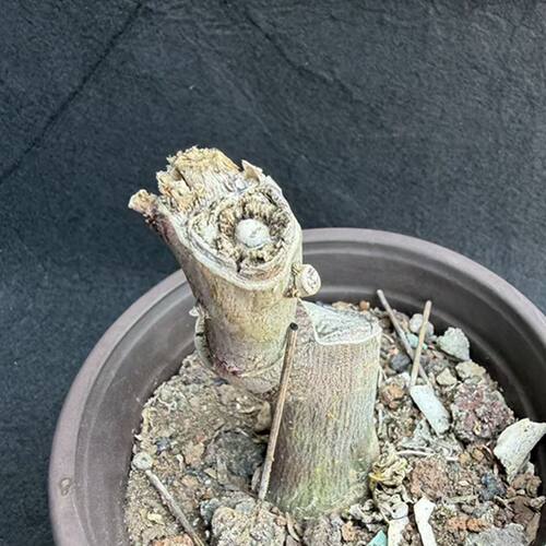 阳台庭院露养西番莲科植物毒腺蔓