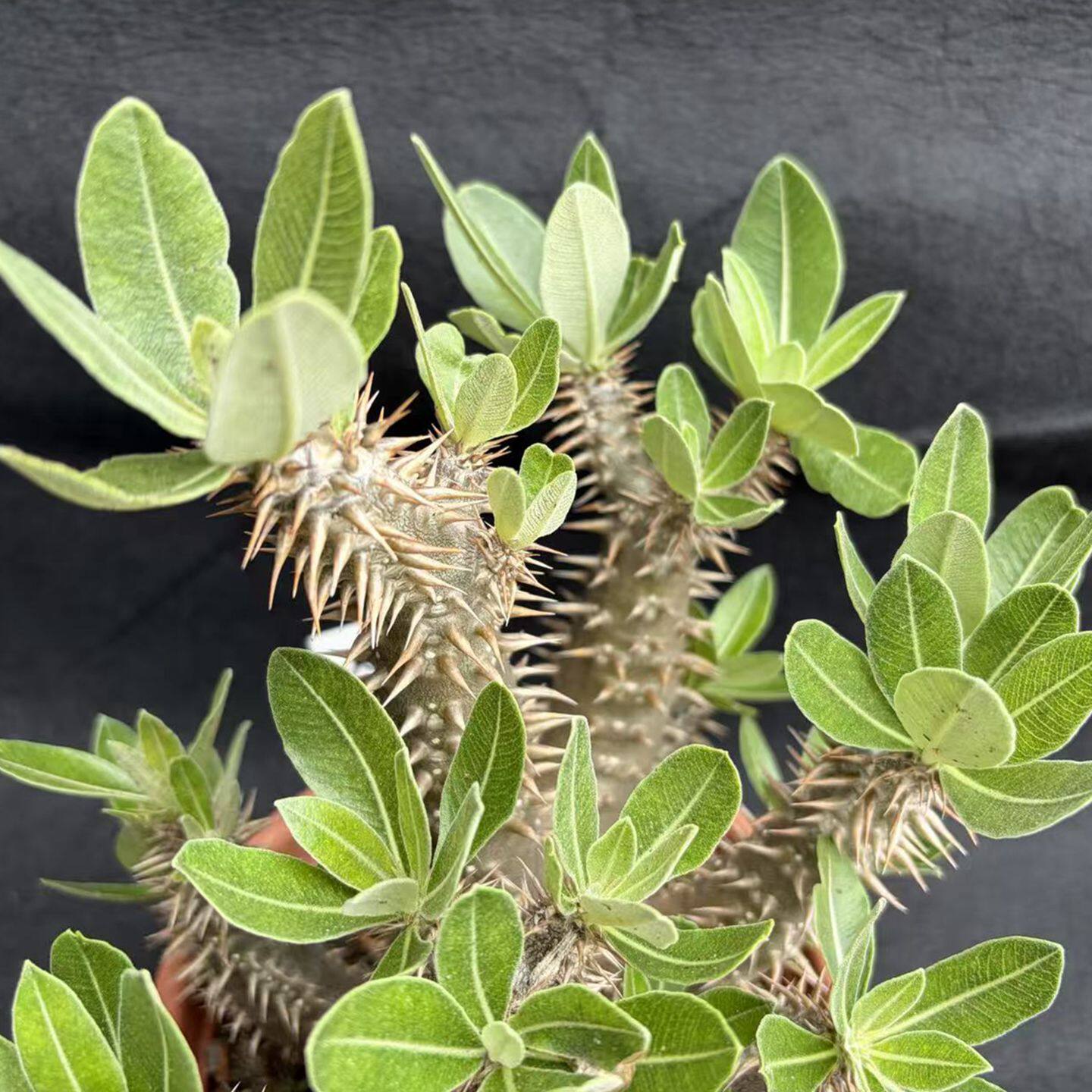 筒蝶春Pachypodium horombense实生多头包邮夹竹桃科棒槌树属阳台