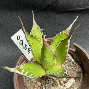园艺绿植包邮沙生龙舌兰植物强刺霍利达阳台客厅庭院露养一物一拍