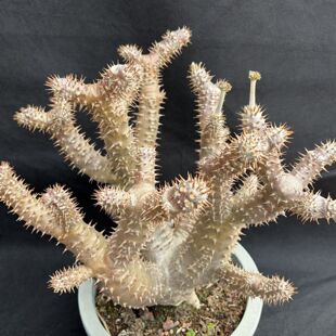 夹竹桃科西巴女王之玉栉实生棒槌老桩多头包邮阳台办公室一物一拍