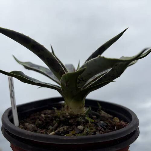 龙舌兰植物血雨系列月光女神阳台