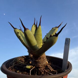 园艺绿植龙舌兰绿肌八荒殿带侧芽包邮阳台客厅办公室植物一物一拍