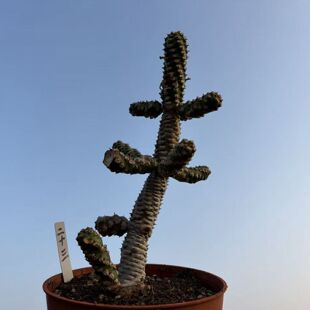 园艺绿植盆栽大戟科植物无刺霸王鞭多头包邮阳台庭院露养一物一拍