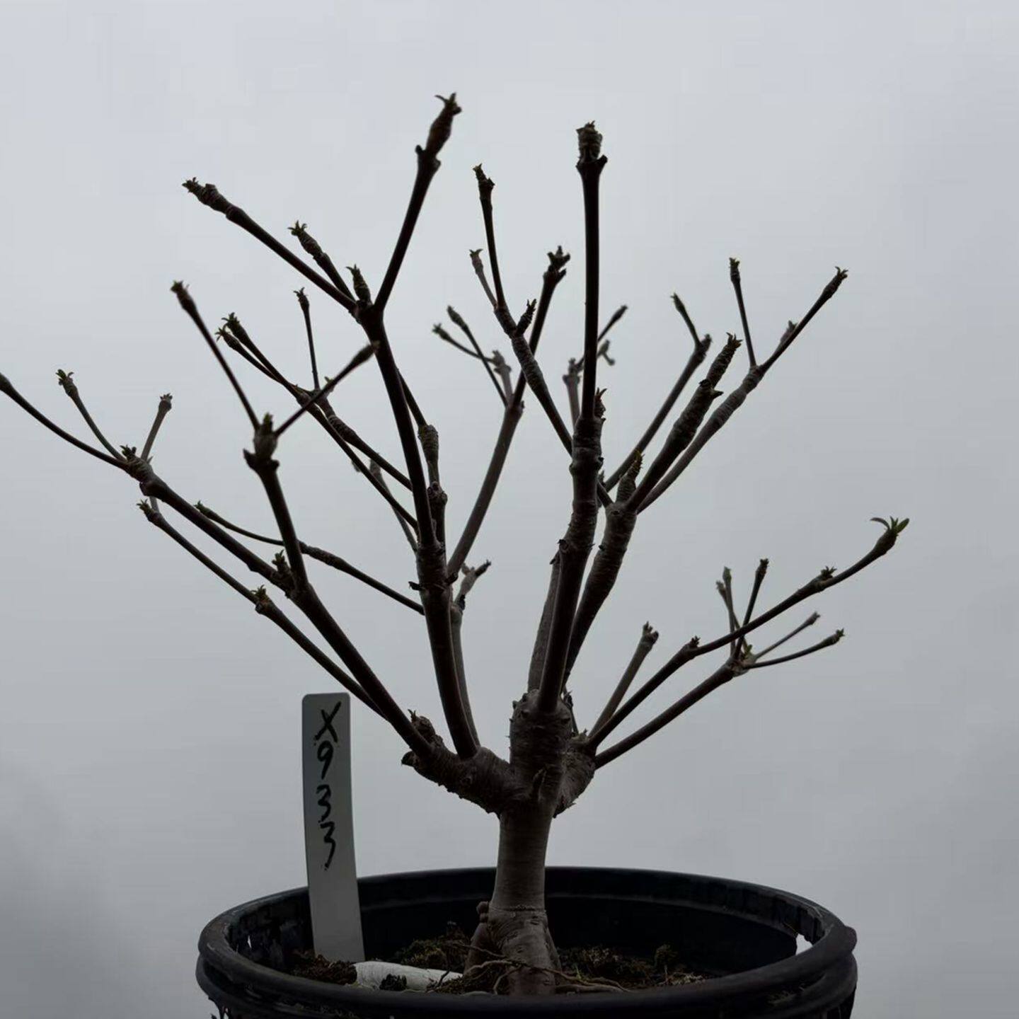 园艺绿植盆栽柳棉大戟实生杂交品种包邮阳台庭院露养植物一物一拍