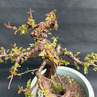 园艺绿植客厅造型盆景列加氏漆树老桩阳台办公室植物包邮一物一拍