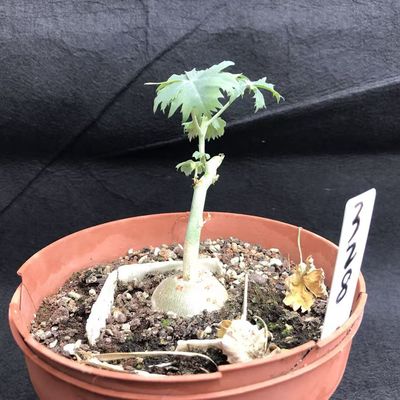 实生块根办公室麻疯树锦珊瑚阳台