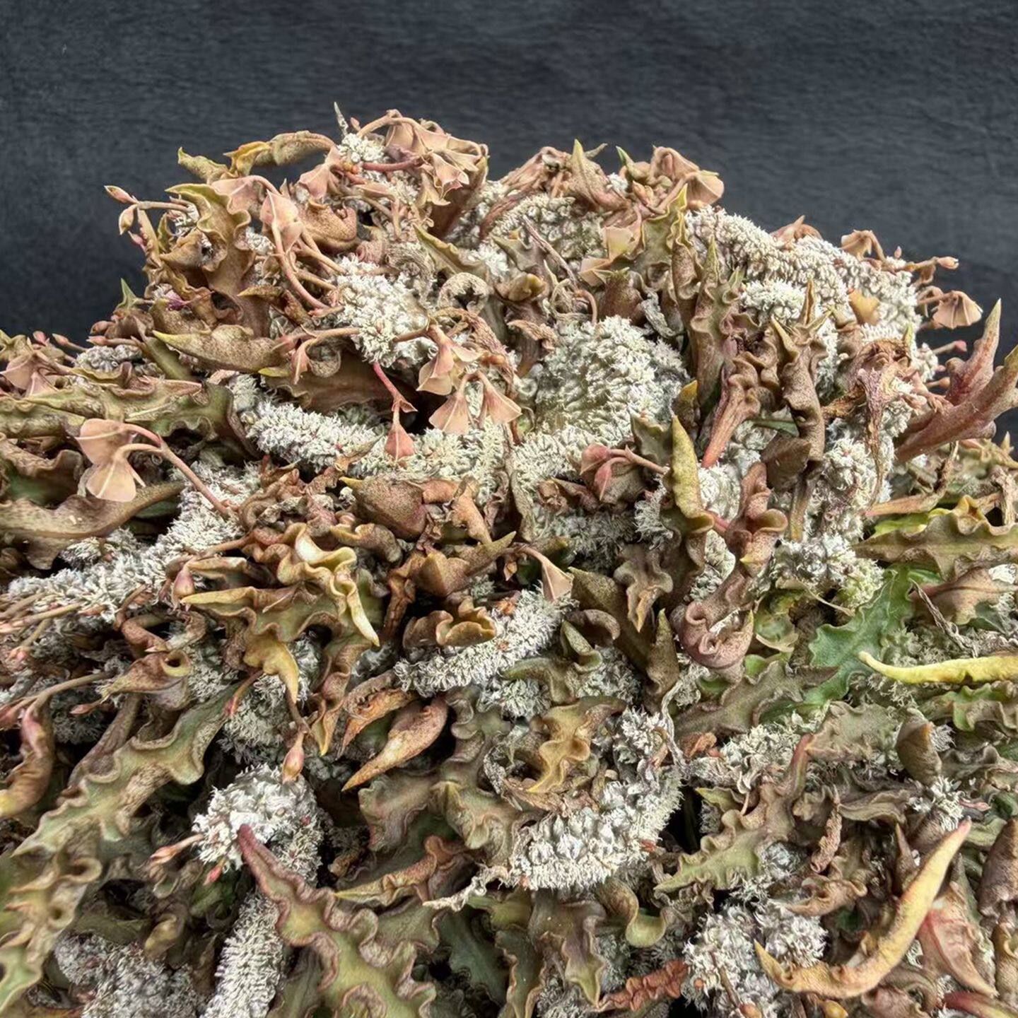 园艺绿植大戟科皱叶麒麟缀化嫁接柳叶麒麟阳台办公室包邮一物一拍