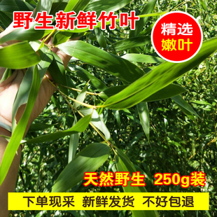 新鲜楠竹叶纯露茶叶野生现摘真竹树叶嫩竹叶深山楠竹子叶毛竹叶子