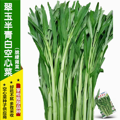 半青白翠梗空心菜种子好易播