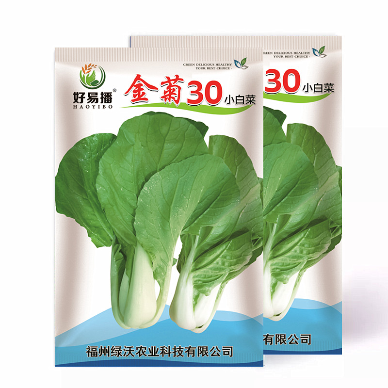 金菊不结球白菜种子口感好生长快