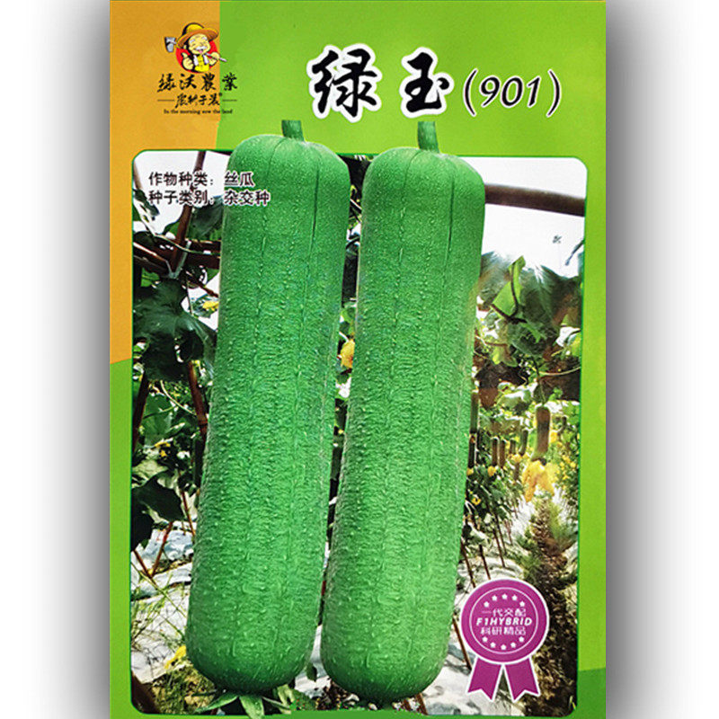 绿玉肉丝瓜早熟蔬菜种孑阳台盆栽