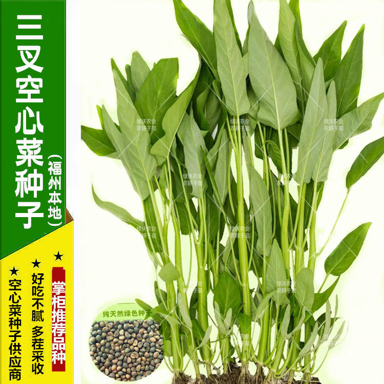 空心菜图片盆栽,空心菜图片炒菜,空心菜图片(第3页)_大山谷图库