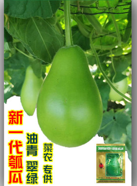 正源新一代瓠瓜种籽早生油青翠绿色较春夏秋季蔬菜种蒲瓜绿沃农业