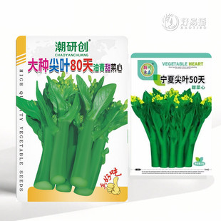 尖叶菜心种子甜脆无渣50天80天菜心四季青菜种子广东菜心绿沃种苗