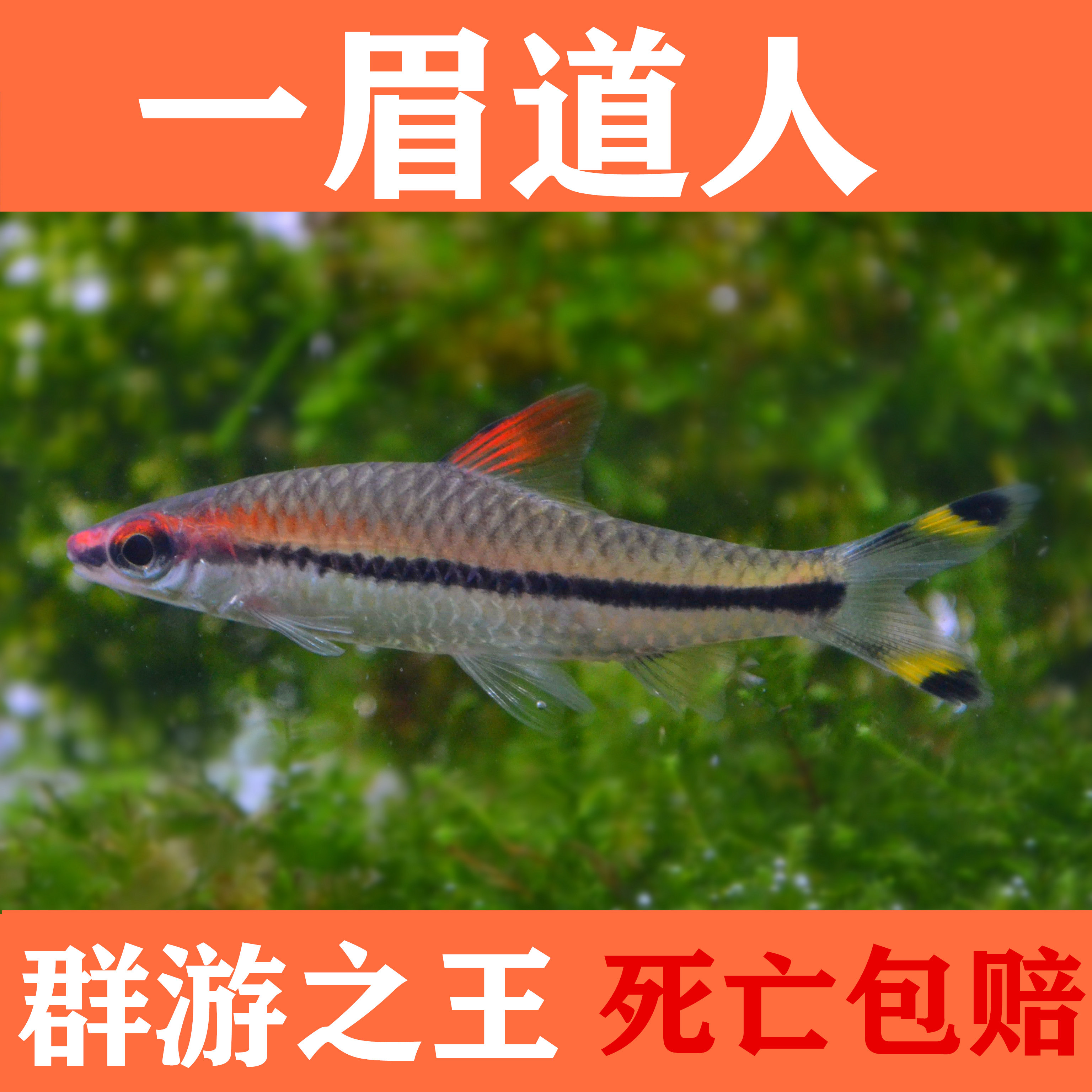 一眉道人红眉道人观赏鱼热带鱼草缸之王红绿灯鱼宠物水族活体包损