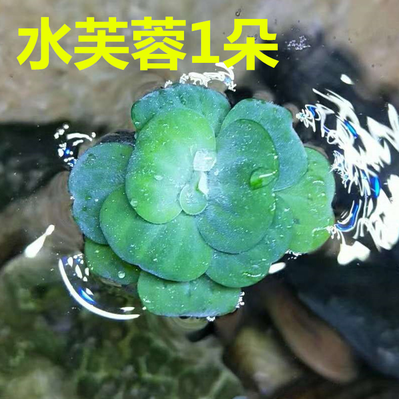 浮萍水芙蓉水生植物浮性水草浮萍槐叶浮萍净水作用饲料鱼虾缸造景