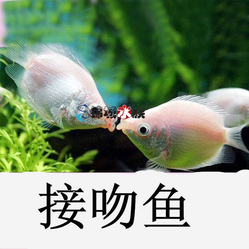 接吻鱼亲亲鱼小型热带鱼活体观赏鱼清洁鱼新手推荐成都