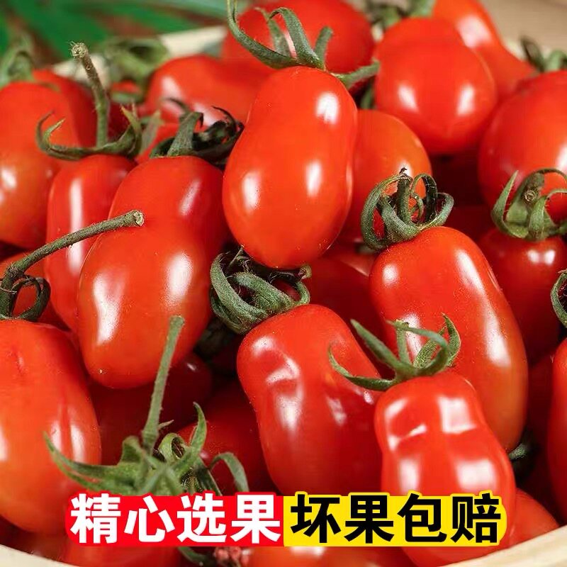 东北409小柿子新鲜水果小番茄千禧圣女果水果产地直发当天采摘