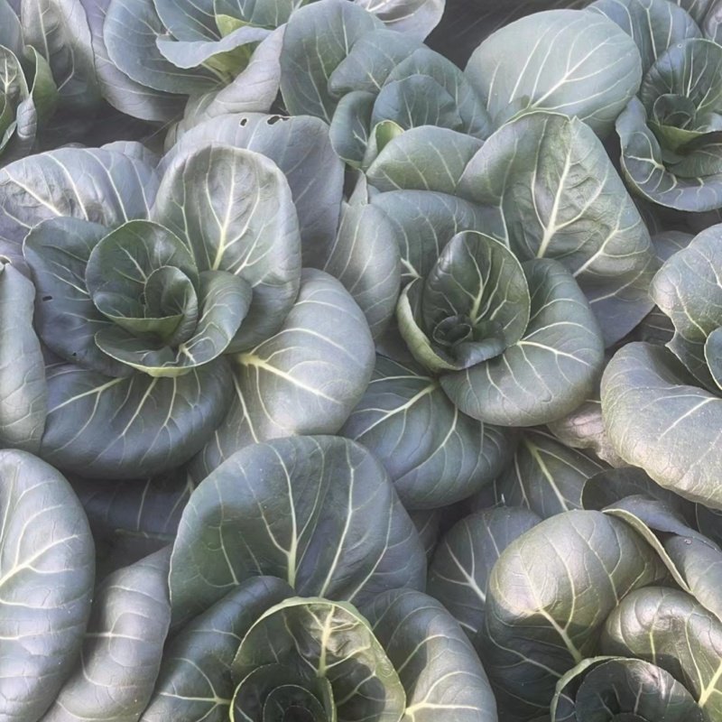 苏州青 莴笋苗混合装,水产肉类/新鲜蔬果/熟食,叶菜类,淘宝优惠券,粉丝福利购,淘宝优惠卷