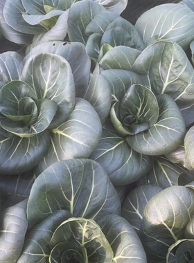 新鲜苏州青 矮角青 小油菜