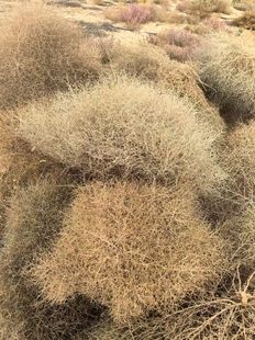 饰造景摆件软装 修装 拍摄DIY 婚礼门头装 网红风滚草干花橱窗软装