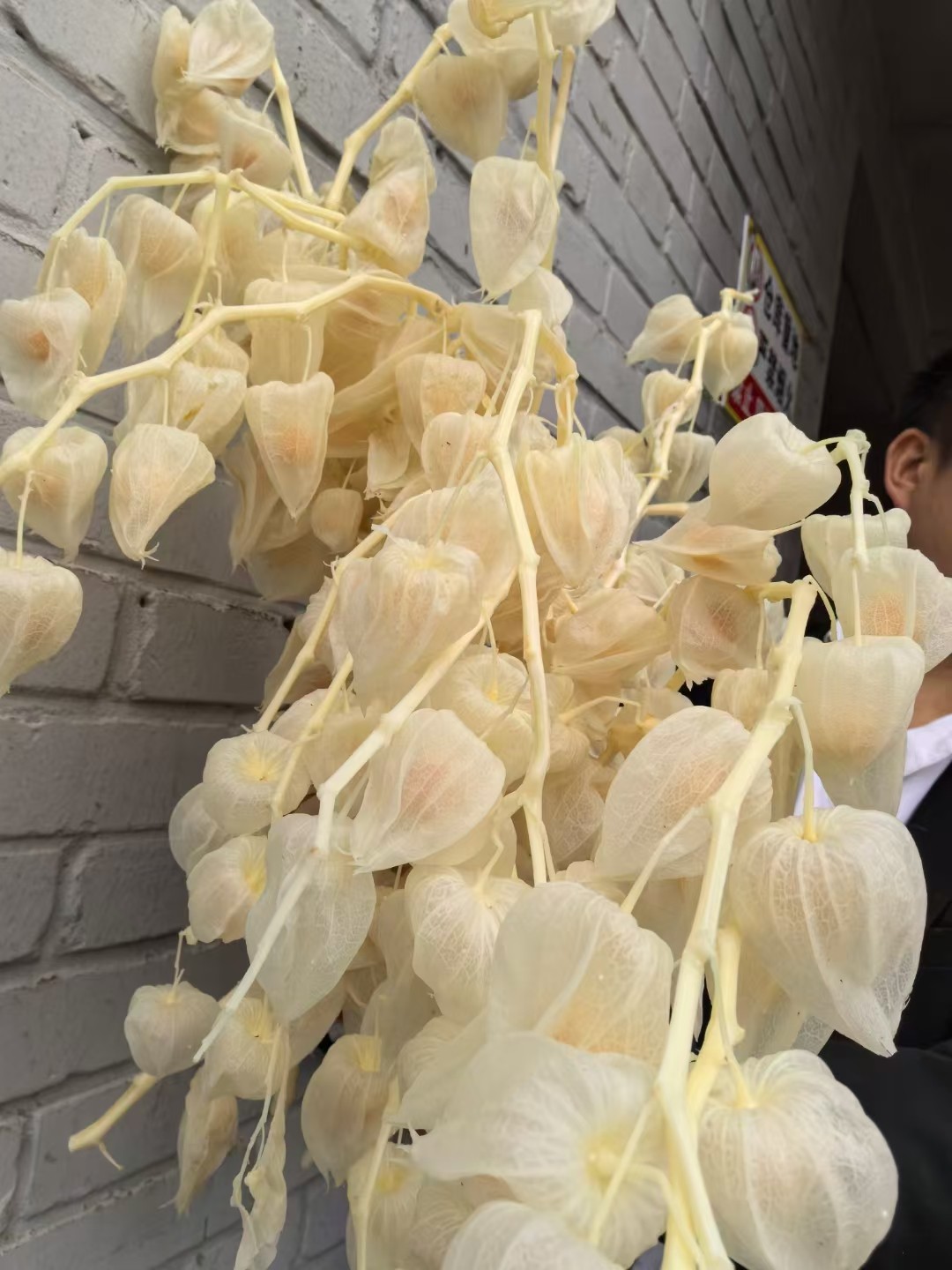 酸浆果灯笼果菇凉果干花永生花花束客厅摆放婚礼布置软装陈列真花