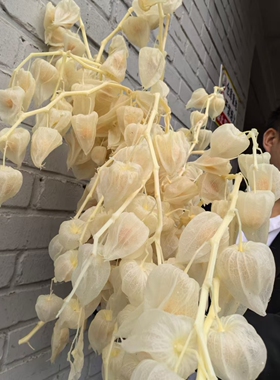 酸浆果灯笼果菇凉果干花永生花花束客厅摆放婚礼布置软装陈列真花