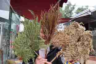 饰 干花枯色厥叶婚庆叶材花艺美陈花艺软装 拍照diy酒吧装