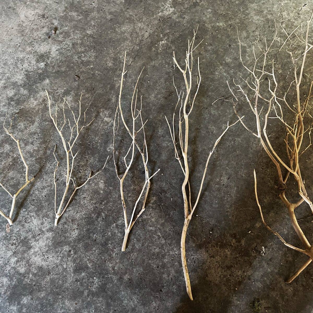 鹿角枝，南美多枝，雷龙，原生