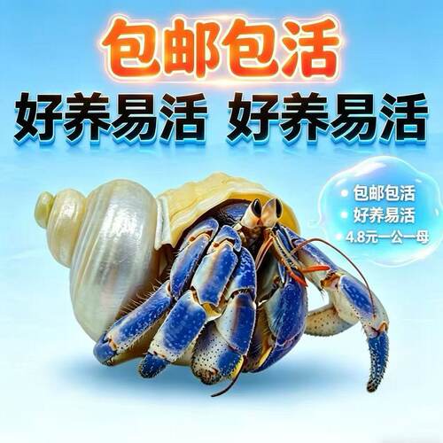 陆生寄居蟹活体萌宠观赏送饲料