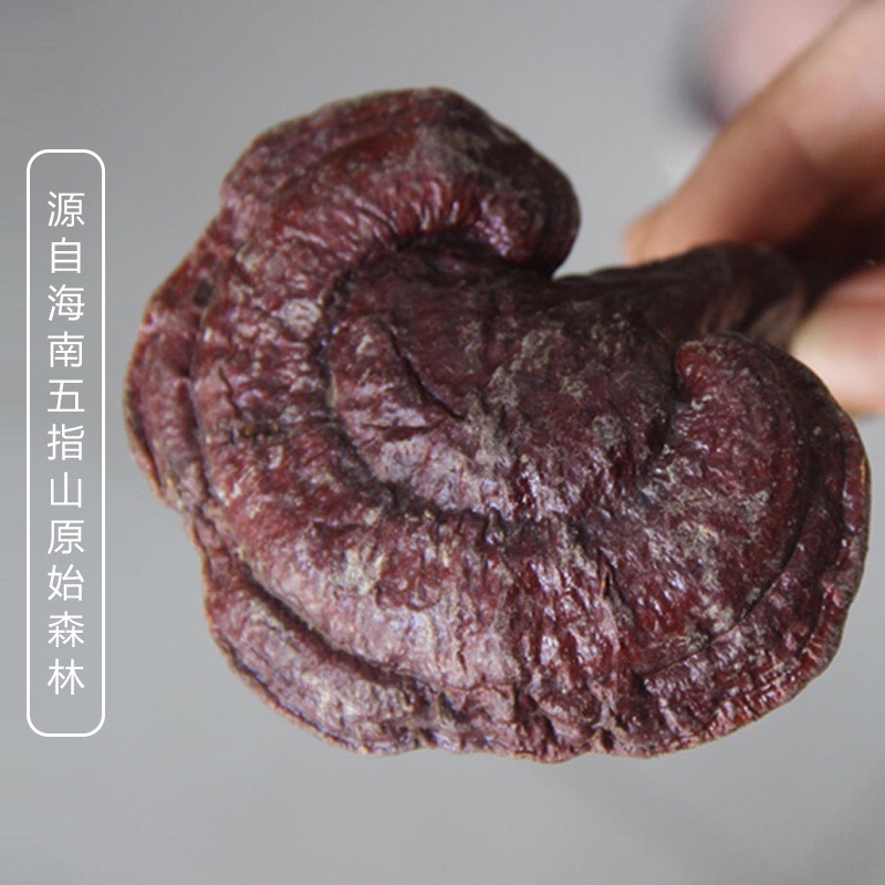 海南五指山 正品  生长环境野生 赤芝 红芝 整枝野生500g一斤包邮